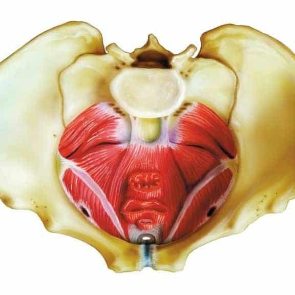 carrying with a weakened pelvic floor