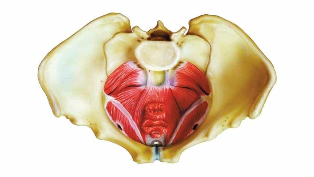 Carrying With A Weakened Pelvic Floor Carrying Matters